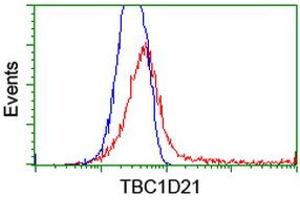 HEK293T cells transfected with either RC206651 overexpress plasmid (Red) or empty vector control plasmid (Blue) were immunostained by anti-TBC1D21 antibody (ABIN2455115), and then analyzed by flow cytometry. (TBC1D21 anticorps)