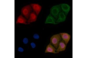 LBX1 Mouse Monoclonal Antibody staining Hela cells by IF/ICC. (Lbx1 anticorps)
