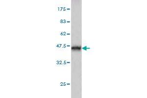 Western Blot detection against Immunogen (37. (ABHD5 anticorps  (AA 240-342))