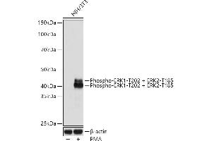 Western blot analysis of extracts of NIH/3T3 cells, using Phospho-ERK1-T202 + ERK2-T185 Rabbit mAb (ABIN7268610) at 1:1000 dilution. (ERK1/2 anticorps  (pThr185, pThr202))