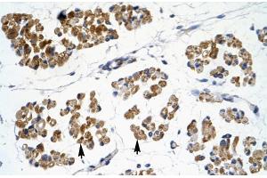 Rabbit Anti-EMX2 Antibody  Paraffin Embedded Tissue: Human Muscle Cellular Data: Skeletal muscle cells Antibody Concentration: 4. (EMX2 anticorps  (N-Term))