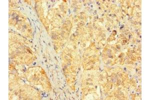 Immunohistochemistry of paraffin-embedded human adrenal gland tissue using ABIN7165418 at dilution of 1:100 (FAM153C anticorps  (AA 1-144))