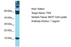 Host: Rabbit Target Name: TXN Sample Type: MCF7 Whole Cell lysates Antibody Dilution: 1. (TXN anticorps  (C-Term))
