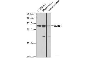 Western blot analysis of extracts of various cell lines using YEATS4 Polyclonal Antibody at dilution of 1:1000. (GAS41 anticorps)