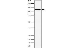 Western blot analysis of KIF5B expression in HeLa cell lysate.