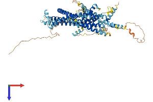 AlphaFold protein structure predicition of Human Recombinant STRA6 Protein, UniprotID Q9BX79