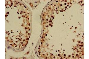 Immunohistochemistry of paraffin-embedded human testis tissue using ABIN7153414 at dilution of 1:100 (GABPB2 anticorps  (AA 163-440))