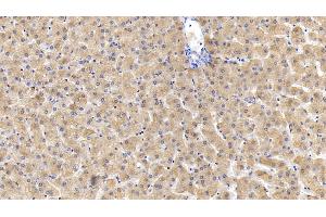 Detection of FTH in Human Liver Tissue using Monoclonal Antibody to Ferritin, Heavy Polypeptide (FTH) (FTH1 anticorps  (AA 1-183))