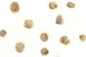 Immunocytochemistry of BAFF in HL60 cells with AP30115PU-N BAFF antibody at 1 μg/ml.