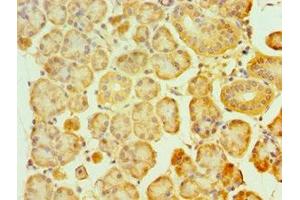 Immunohistochemistry of paraffin-embedded human pancreatic tissue using ABIN7160859 at dilution of 1:100