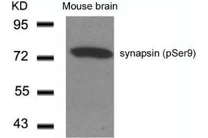 Western blot analysis of extracts from Mouse Brain tissue using synapsin(Phospho-Ser9) Antibody. (SYN1 anticorps  (pSer9))