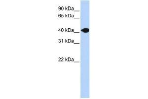 DNASE2B antibody used at 1 ug/ml to detect target protein. (DNASE2B anticorps  (N-Term))
