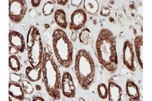 Immunohistochemistry (IHC) image for anti-Sec1 Family Domain Containing 1 (SCFD1) antibody (ABIN1500818) (SCFD1 anticorps)