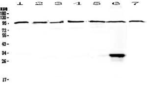 Western blot analysis of DGCR8 using anti-DGCR8 antibody .