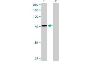 Western Blot analysis of HSPA2 expression in transfected 293T cell line by HSPA2 MaxPab polyclonal antibody.