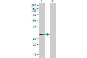 Western Blot analysis of KCTD4 expression in transfected 293T cell line by KCTD4 MaxPab polyclonal antibody. (KCTD4 anticorps  (AA 1-259))