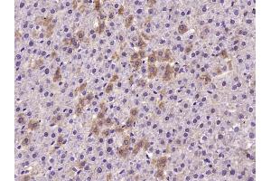 Paraformaldehyde-fixed, paraffin embedded Rat liver Antigen retrieval by boiling in sodium citrate buffer (pH6.