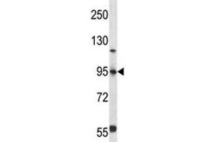 FOXP4 antibody western blot analysis in 293 lysate (FOXP4 anticorps  (AA 522-550))