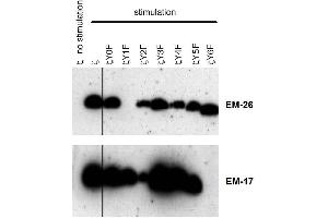 Reactivity of the monoclonal antibodies EM-26 (CD247 anticorps  (Tyr153))
