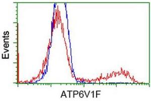 HEK293T cells transfected with either RC210728 overexpress plasmid (Red) or empty vector control plasmid (Blue) were immunostained by anti-ATP6V1F antibody (ABIN2454215), and then analyzed by flow cytometry. (ATP6V1F anticorps)