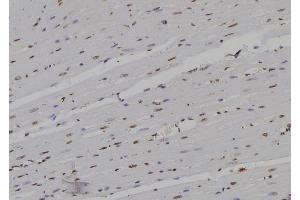 ABIN6276927 at 1/100 staining Rat heart tissue by IHC-P. (POLR2D anticorps  (N-Term))