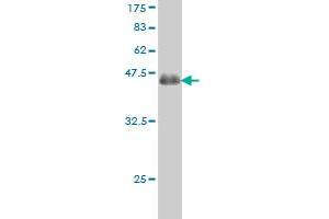 Western Blot detection against Immunogen (37.