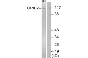 Western blot analysis of extracts from NIH/3T3 cells, using GRID2 antibody.