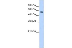 Western Blotting (WB) image for anti-Ring Finger Protein 8 (RNF8) antibody (ABIN2462018) (RNF8 anticorps)