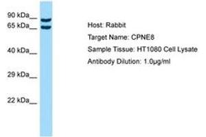 Image no. 1 for anti-Copine VIII (CPNE8) (AA 450-499) antibody (ABIN6750530)