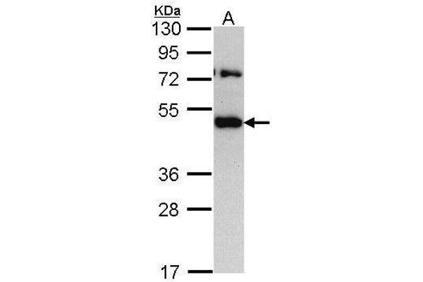 TRAM1 anticorps  (C-Term)
