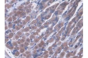 Detection of vWF in Mouse Stomach Tissue using Polyclonal Antibody to Von Willebrand Factor (vWF)