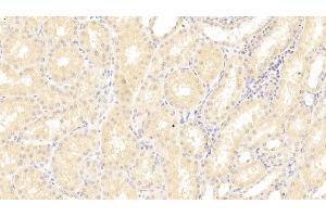 Detection of SFRP1 in Human Kidney Tissue using Polyclonal Antibody to Secreted Frizzled Related Protein 1 (SFRP1) (SFRP1 anticorps  (AA 32-314))