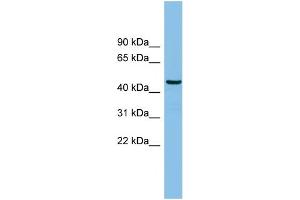 WB Suggested Anti-HS1BP3 Antibody Titration: 0. (HS1BP3 anticorps  (N-Term))
