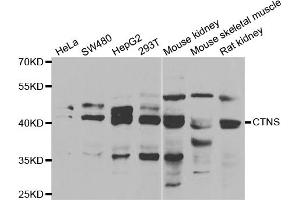 Western blot analysis of extracts of various cell lines, using CTNS antibody. (CTNS anticorps)
