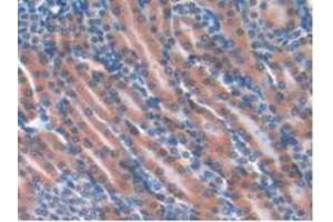 IHC-P analysis of Mouse Kidney Tissue, with DAB staining. (GPX4 anticorps  (AA 74-197))