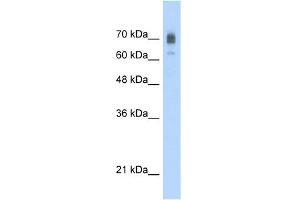 WB Suggested Anti-KIF22 Antibody Titration:  2. (KIF22 anticorps  (C-Term))