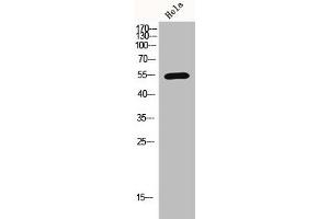 Western Blot analysis of hela cells using Histone deacetylase 1 Polyclonal Antibody
