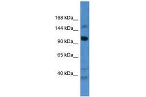 Image no. 1 for anti-Coiled-Coil Domain Containing 87 (CCDC87) (AA 733-782) antibody (ABIN6746490) (CCDC87 anticorps  (AA 733-782))
