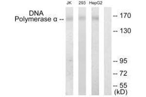 Western blot analysis of extracts from Jurkat cells, 293 cells and HepG2 cells, using DNA Polymerase α antibody.