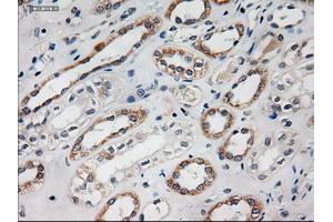 Immunohistochemical staining of paraffin-embedded liver using anti-HES1 (ABIN2452569) mouse monoclonal antibody.