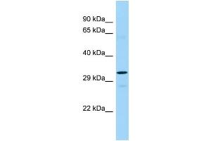 WB Suggested Anti-TAAR2 Antibody Titration: 1. (GPR58 anticorps  (C-Term))