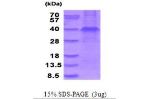 SDS-PAGE (SDS) image for Wingless-Type MMTV Integration Site Family, Member 3A (WNT3A) (AA 19-352) protein (ABIN5854044)