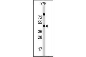 Western blot analysis of CD107a / LAMP1 Antibody (N-term) Cat.