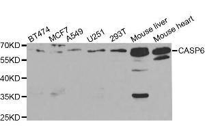 Western blot analysis of extracts of various cell lines, using CASP6 antibody.
