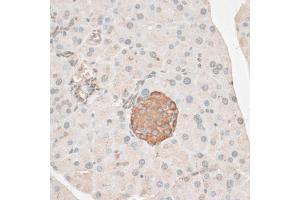 Immunohistochemistry of paraffin-embedded mouse pancreas using PDP2 antibody (ABIN6292535) at dilution of 1:100 (40x lens). (PDP2 anticorps)