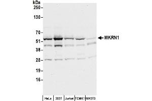 Western Blotting (WB) image for anti-Makorin Ring Finger Protein 1 (MKRN1) (C-Term) antibody (ABIN7450449)
