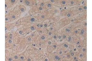 Detection of PK2 in Human Liver Tissue using Polyclonal Antibody to Prokineticin 2 (PK2)