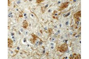 Immunohistochemical staining of mouse brain cells with LCMT2 polyclonal antibody  at 5 ug/mL.
