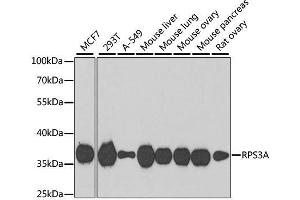 Western blot analysis of extracts of various cell lines, using RPS3A antibody. (RPS3A anticorps  (AA 1-264))