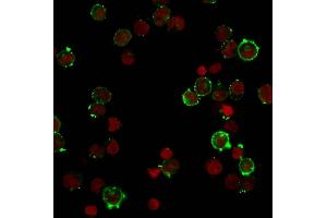 Immunofluorescent staining of Raji cells. (Recombinant HLA DQ anticorps)